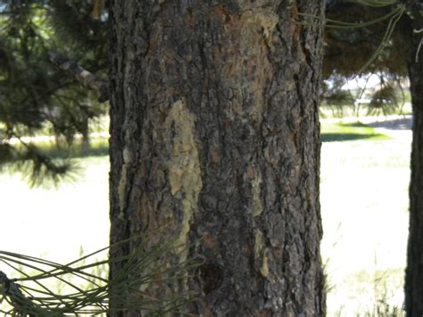 Mountain Pine Beetle Attack in Castle Rock! Learn about Signs