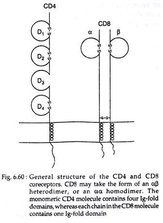 T-Cell Receptor (With Diagram)| Biology