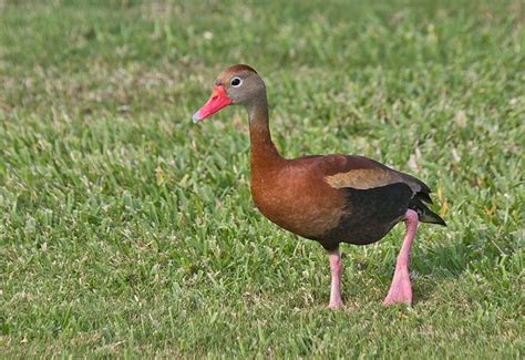 Black-bellied-Whistling-Duck