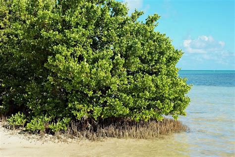 Why are Mangroves Critical to Your Sanibel Real Estate - Susan's Guide to Sanibel Real Estate