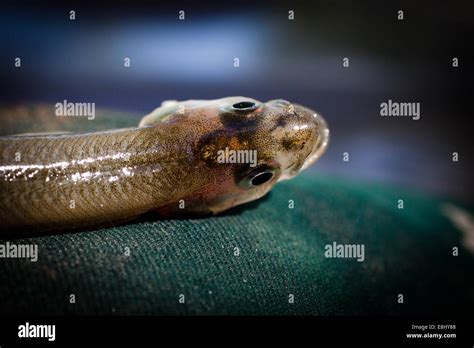 New Zealand Smelt (Retropinna retropinna), also known locally as ...