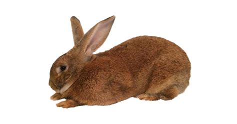 What is a Flemish Giant? | How to Care, Lifespan, FAQ (With pictures)