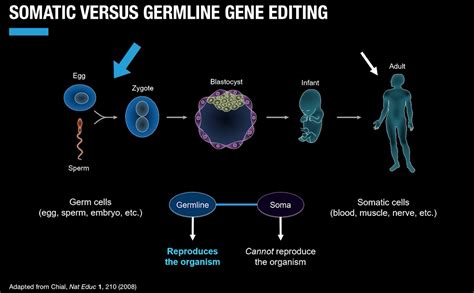 3.2 Safety, Ethical, and Societal Implications of Gene Editing - World Science U