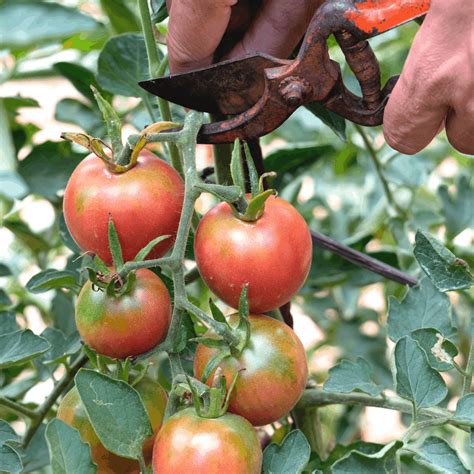 How to Harvest Tomatoes When They Are Ready (And When Not To)