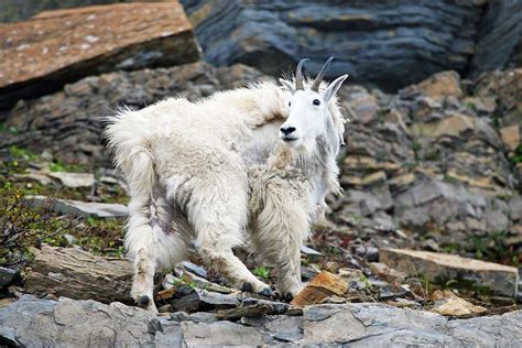 Where to see mountain goats in Utah this spring