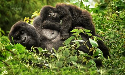 Rwanda Safari Tour | Rwanda Wildlife Safaris | Rwanda Safari Tours