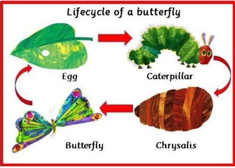 Lifecycle-of-a-butterfly-Hungry-caterpillar-A4-laminated-poster-class-topic | Butterfly life ...