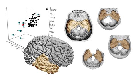 The temporal lobes of Homo erectus were proportionally smaller than in H. sapiens