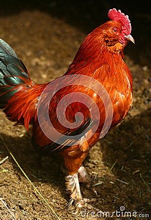 Banty Rooster 2 Royalty Free Stock Image - Image: 4826176