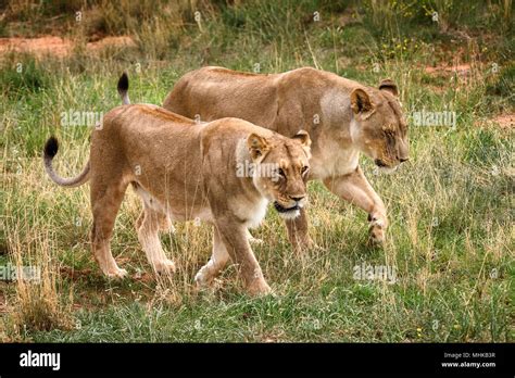 Couple of lionesses at the Naankuse Wildlife Sanctuary, Namibia, Africa ...