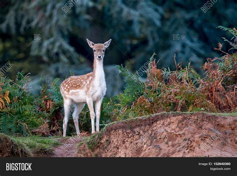 Fallow Deer Doe Image & Photo (Free Trial) | Bigstock