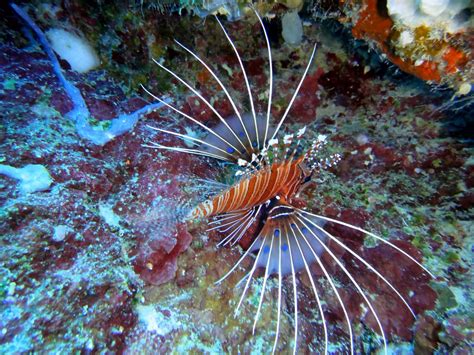 Top 5 Most Poisonous and Venomous Fishes In The World - ALLRefer