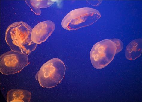 Beautiful African Animals Safaris: Jellyfish Migration with Vinegar in a Bottle.