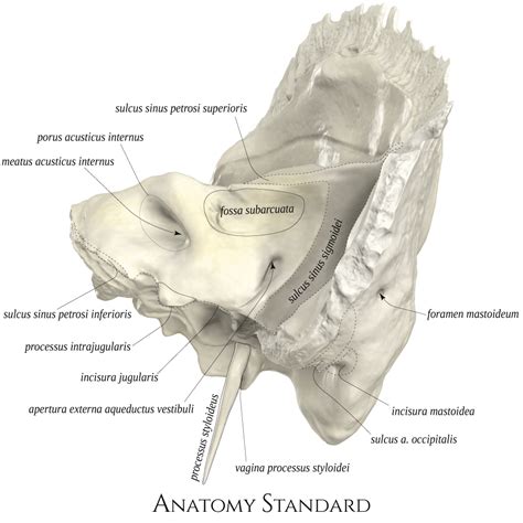 Incisura Jugularis