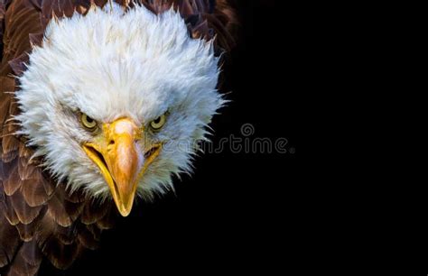 1,504 Angry Eagle Stock Photos - Free & Royalty-Free Stock Photos from Dreamstime