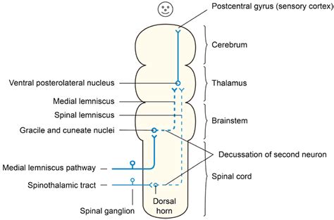 Three neurons of spinothalamic tract and medial lemniscus pathway ...