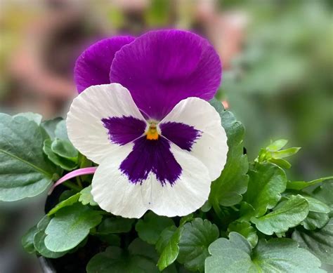 Deadheading Winter Pansies and How to Overwinter the Plants - Gardening ...