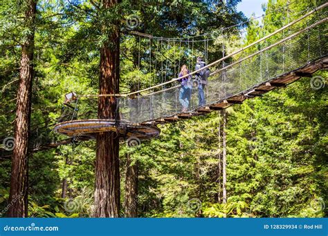 Redwoods Treewalk - Rotorua Editorial Stock Image - Image of treewalk ...