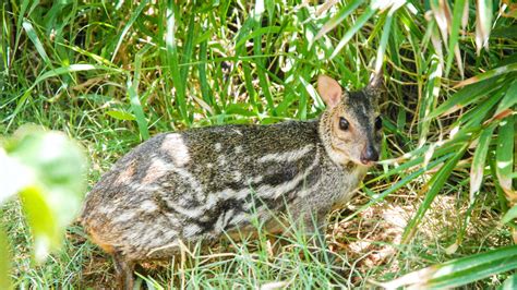 Indian Spotted Chevrotain: Facts, Diet, and Habitat of the Mouse Deer