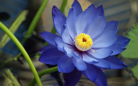 Blue Lotus Flower: Meaning and Symbolism - Mythologian