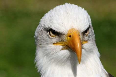 Bald Eagle Front View by DRodriguezPhotos on DeviantArt