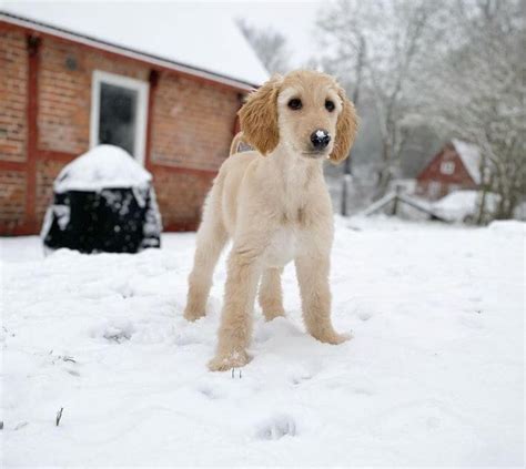 15 Photos Of Afghan Hound Puppies That Make Everyone Fall In Love - ilovedogscute.com