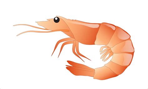 Prawn clipart 20 free Cliparts | Download images on Clipground 2024