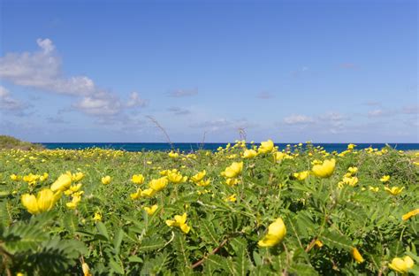 Aruba Weather - Climate and Forecast - Rainfall & Temperature - VisitAruba.com