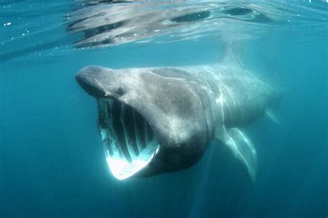 Marine Life In Cornwall: Learn About Cornish Shark Species