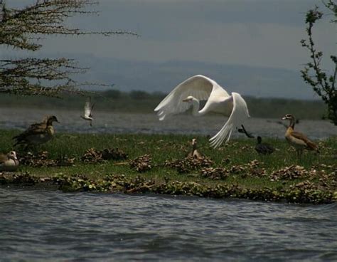 Visit Naivasha: Lake Naivasha National Park