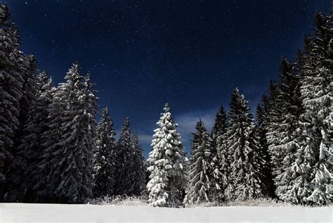 Snowy Forest at Night Wallpapers - Top Free Snowy Forest at Night ...