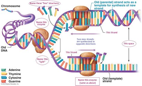 Chapter 12 DNA Replication Diagram | Quizlet