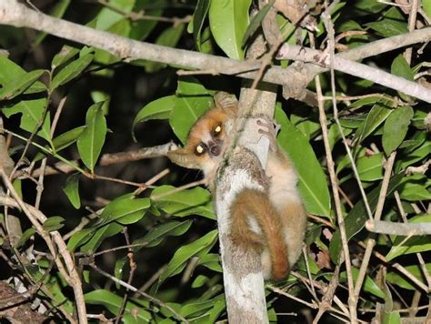 Amazing Facts about Mouse Lemurs | OneKindPlanet Animal Education