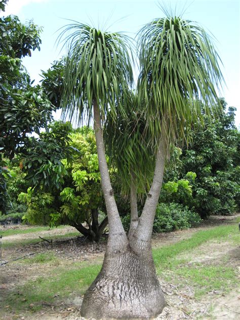 Beaucarnea recurvata (Ponytail Palm) - Richard Lyons Nursery, Inc.