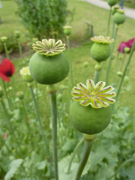 Opium Poppy Seeds — Ravensong Seeds & Herbals