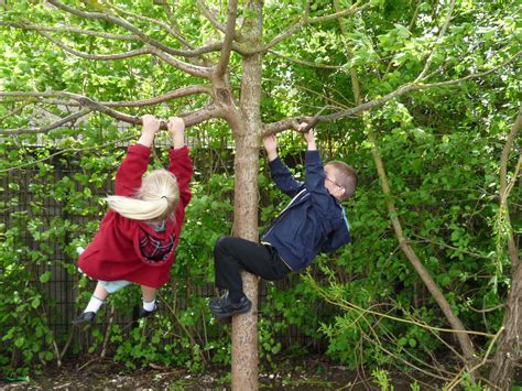 Monkeys climbing trees - Outdoor Classroom Day