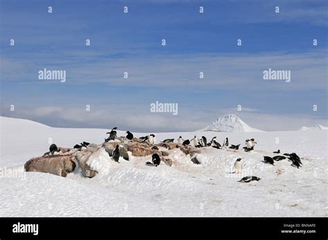 Antarctica Antarctic Damoy Point glacier ice penguins Stock Photo - Alamy