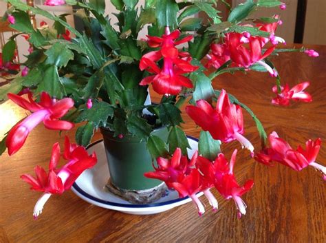 How to Care for a Christmas Cactus: 14 Steps (with Pictures)