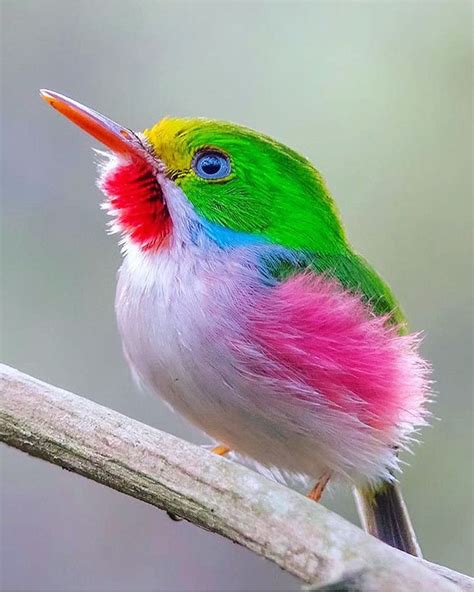 Cuban Tody: Hummingbird-Sized Jewel Of The Caribbean