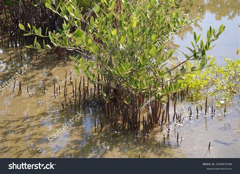 Young Black Mangrove Avicennia Germinans Florida Stock Photo 2090879389 | Shutterstock