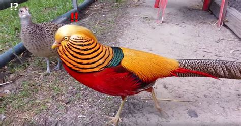 The ‘Red Golden’ Pheasant is Majestic AF - Fullact Trending Stories ...