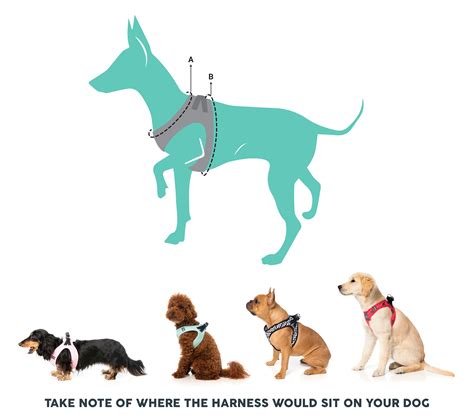 Kong Dog Harness Size Chart - Greenbushfarm.com