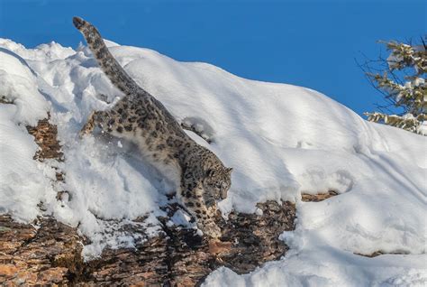 Snow leopard action - Jim Zuckerman photography & photo tours