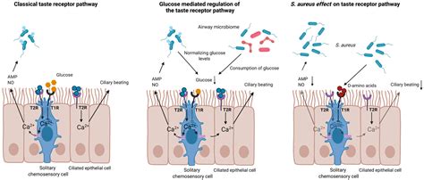 Cells | Free Full-Text | Taste Receptors: The Gatekeepers of the Airway ...