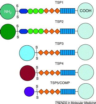 Thrombospondins and tumor angiogenesis: Trends in Molecular Medicine