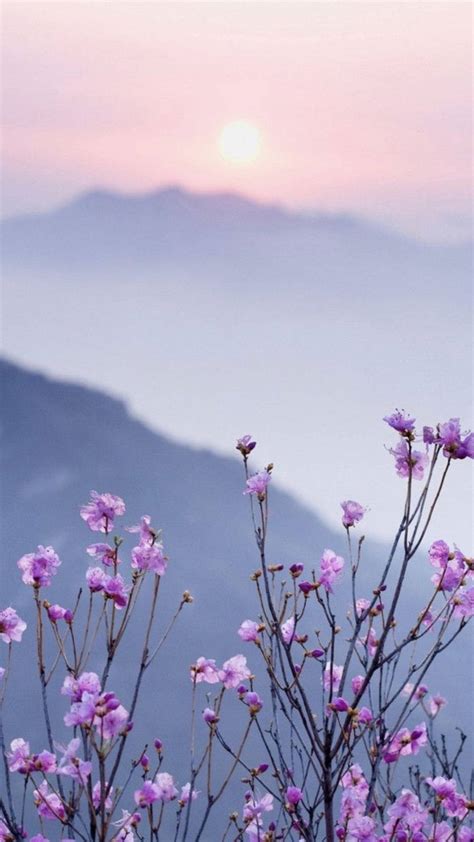 Discover 87+ flowers aesthetic wallpaper super hot - in.coedo.com.vn