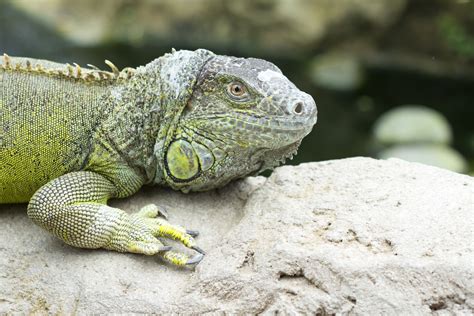 Keeping and Caring for Green Iguanas as Pets