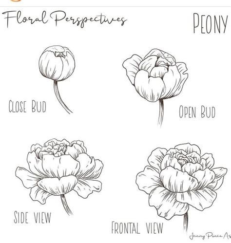 Pin by Ruth O'Hara on How to Draw / Paint | Peony drawing, Flower ...