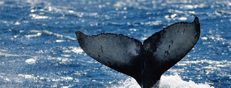 Whale Watching sightings - CW Azores