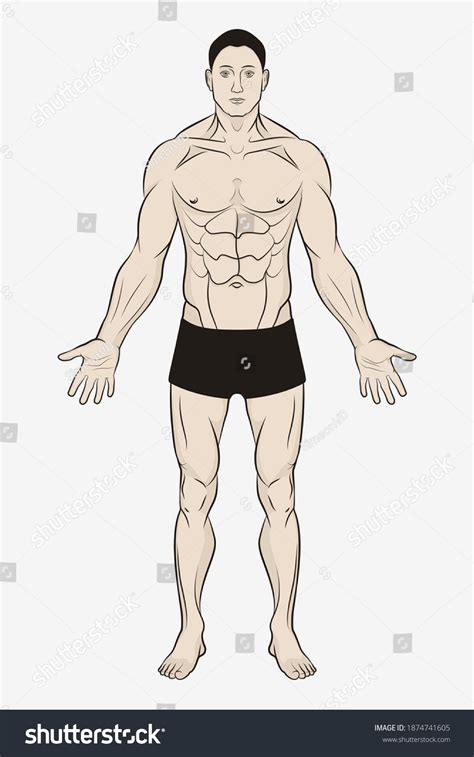 Male Body Human Anatomy Poster Simple Stock Vector (Royalty Free) 1874741605 | Shutterstock